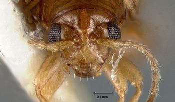 Media type: image;   Entomology 30836 Aspect: head frontal view